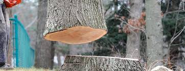 Beaver Creek, TX Tree Removal Company